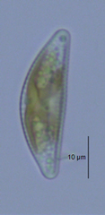 Encyonema