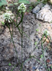 Cyperus seslerioides