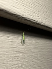 Chrysopa nigricornis