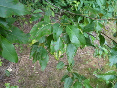 Taphrina populi-salicis