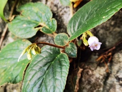 Trichosporeae