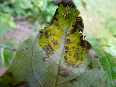 Taphrina populi-salicis