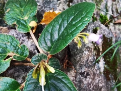 Trichosporeae