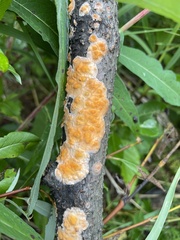 Peniophora aurantiaca