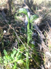 Pterostylis smaragdyna