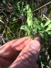 Pterostylis smaragdyna