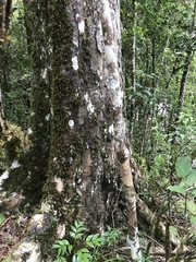 Xanthostemon whitei