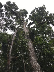Xanthostemon whitei