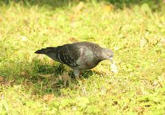 Columba livia domestica