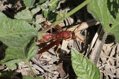 Polistes schach