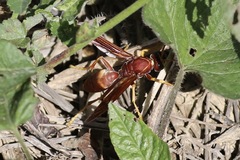 Polistes schach