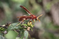 Polistes schach