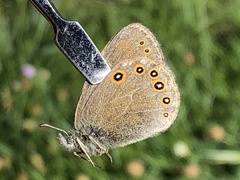 Coenonympha haydenii