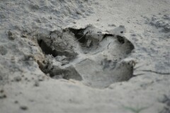 Panthera pardus fusca