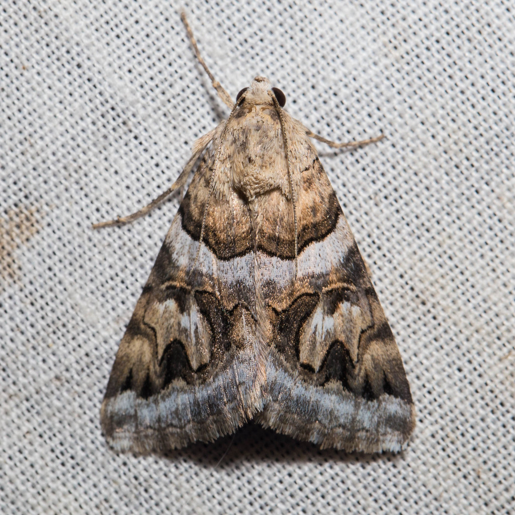 Drasteria howlandii