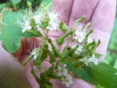 Eriophyes paraspiraeae