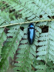 Oxynopterinae