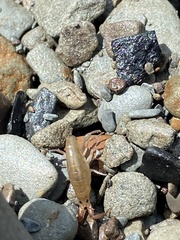 Platorchestia platensis