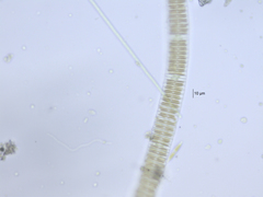 Fragilaria