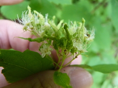 Eriophyes paraspiraeae