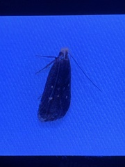 Dichomeris juncidella