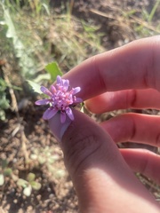Acourtia nana