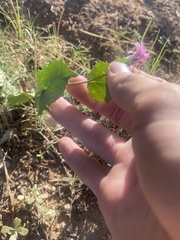Acourtia nana
