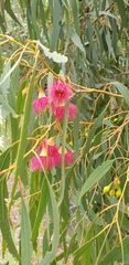 Eucalyptus leucoxylon leucoxylon