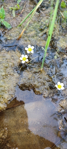 stiff water crowfoot (Ranunculus subrigidus)