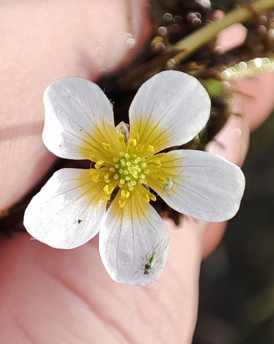 Image of Ranunculus subrigidus by (c) Yurii Basov, some rights reserved (CC BY)