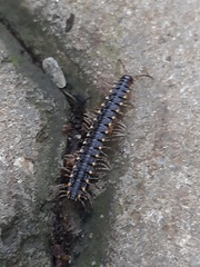 Streptogonopus