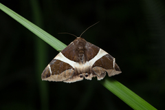 Bastilla crameri