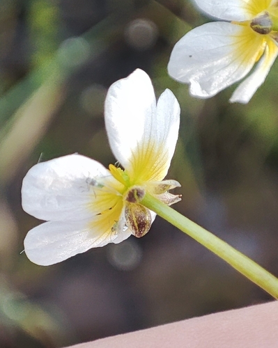 Image of Ranunculus subrigidus by (c) Yurii Basov, some rights reserved (CC BY)