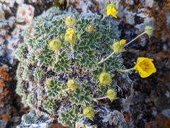 Potentilla subgorodkovii