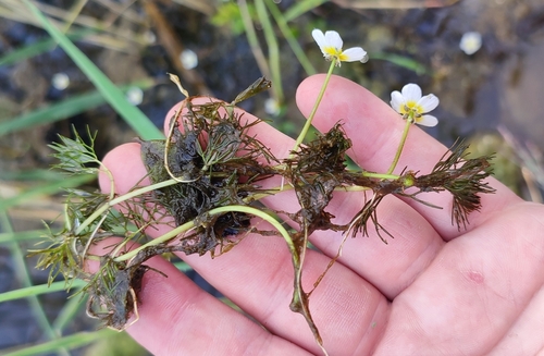 Image of Ranunculus subrigidus by (c) Yurii Basov, some rights reserved (CC BY)