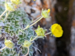 Potentilla subgorodkovii