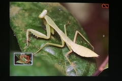 Hierodula latipennis