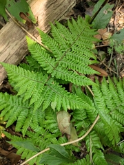 Ctenitis subglandulosa