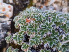 Potentilla subgorodkovii