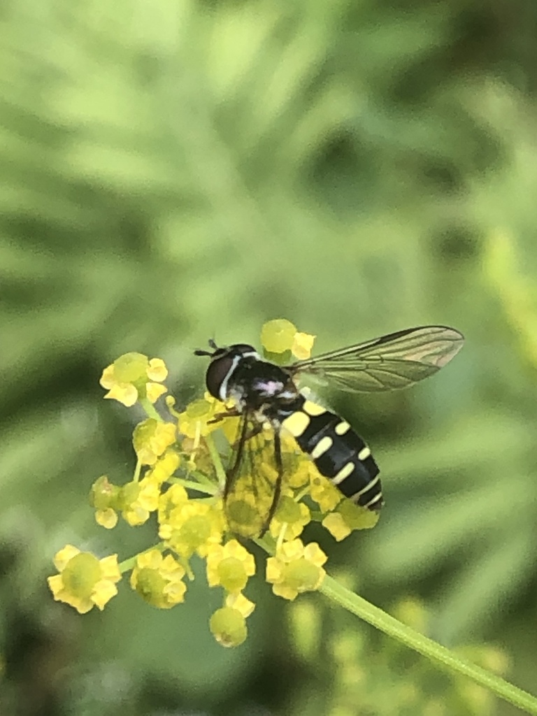 Large-spotted Halfband