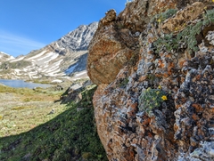 Potentilla subgorodkovii