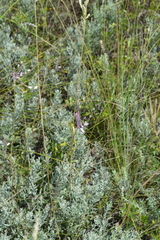 Allium praescissum