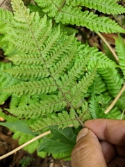 Ctenitis subglandulosa