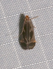 Dichomeris ochripalpella