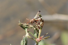 Polistes stigma