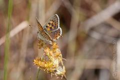 Lycaena bleusei