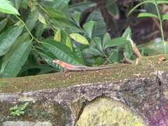 Eutropis multifasciata