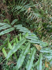 Pteris insignis