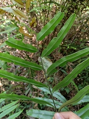 Pteris insignis