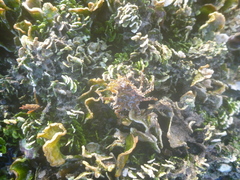 Huenia